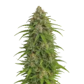 thumb of Plante de Runtz Auto