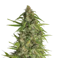 thumb of Runtz plant