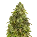 thumb of Plante de Sexxpot Auto