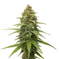 thumb of Plante de cannabis Skunk #1