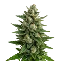 thumb of Plante de Skywalker OG Auto