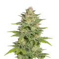 thumb of Plante de Sleepy Joe OG Auto