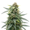 thumb of Plante de cannabis Slurricane