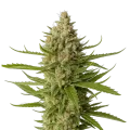thumb of Snoop Dogg OG Plante