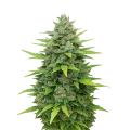 thumb of Plante de Sour Diesel Auto