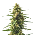 thumb of Sour Tsunami CBD plant
