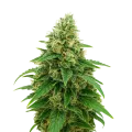 thumb of Plante de Stardawg Auto