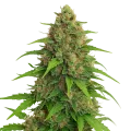thumb of Plante de Strawberry Banana Auto