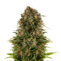 thumb of Strawberry CBD plant