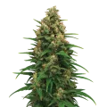 thumb of Plante de Strawberry Cough Auto