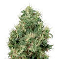 thumb of Strawberry Kush plant