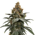thumb of Plante de cannabis Sundae Driver