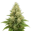 thumb of Super Boof plante autofleurissante