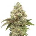 thumb of Super Boof Plante