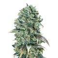 thumb of Super Glue plant