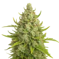 thumb of Plante de Super Lemon Haze Auto