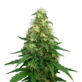 thumb of Plante de Super Silver Haze Auto