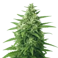 thumb of Plante de Super Skunk Auto