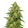 thumb of Plante de Sweet Tooth Auto
