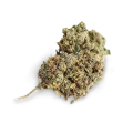 thumb of Swiss Cheese bud