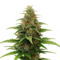 thumb of Plante de Tangerine Dream Auto
