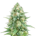 thumb of Tetra Express Autoflower Cannabis Plant