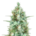 thumb of Plante de cannabis Tetra
