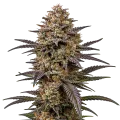 thumb of The Toad Cannabis plante