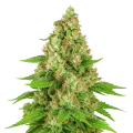thumb of Plante de Triangle Kush Auto