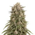 thumb of Plante de cannabis Tropicanna Cherry Cannabis