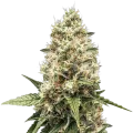 thumb of Watermelon Gelato Plante