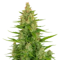 thumb of Plante de Wedding Cake Auto