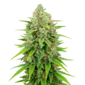 thumb of Plante de White Rhino Auto