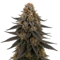 thumb of Plante de cannabis White Runtz