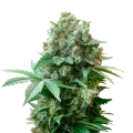 thumb of White Russian plant