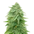 thumb of Plante de cannabis White Truffle