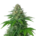 thumb of Plante de White Widow Auto