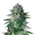 thumb of White Widow plant