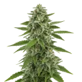 thumb of Plante de White Widow x Northern Lights Auto