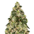 thumb of XJ-13 Plant