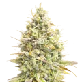 thumb of Yumboldt Banana Plante