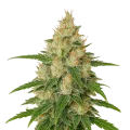 thumb of Plante de Zkittlez Auto