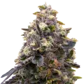 thumb of Plante de Zoap
